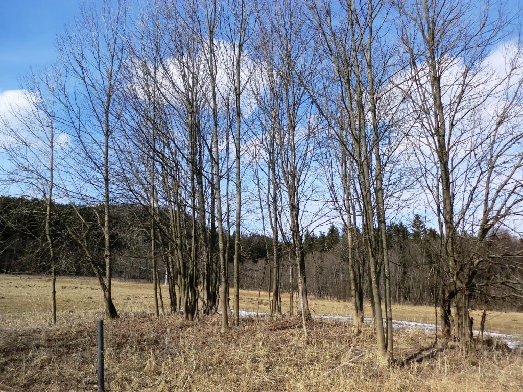 Zde za bývalým domem s č. p. 417 měla stát 334 metrů dlouhá stanice Heřmanovice Vorwitz. Dráha by vedle v těsné blízkosti tohoto domu. 